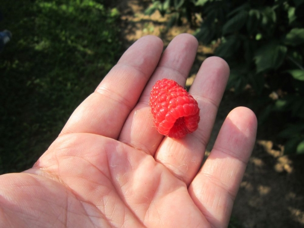 FAMILY GARDENS 2019